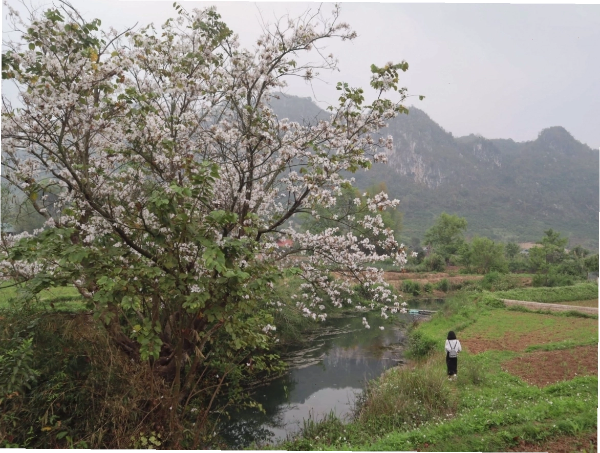 Không khí lễ hội Mộc Châu tháng 3