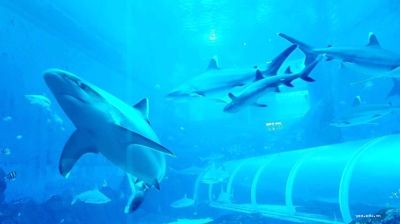 Khu vực bảo tồn cá mập tại Sea Aquarium
