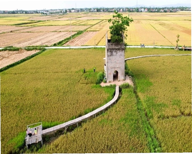 Khung cảnh cánh đồng lúa bao quanh Lò gạch cũ Quảng Nam