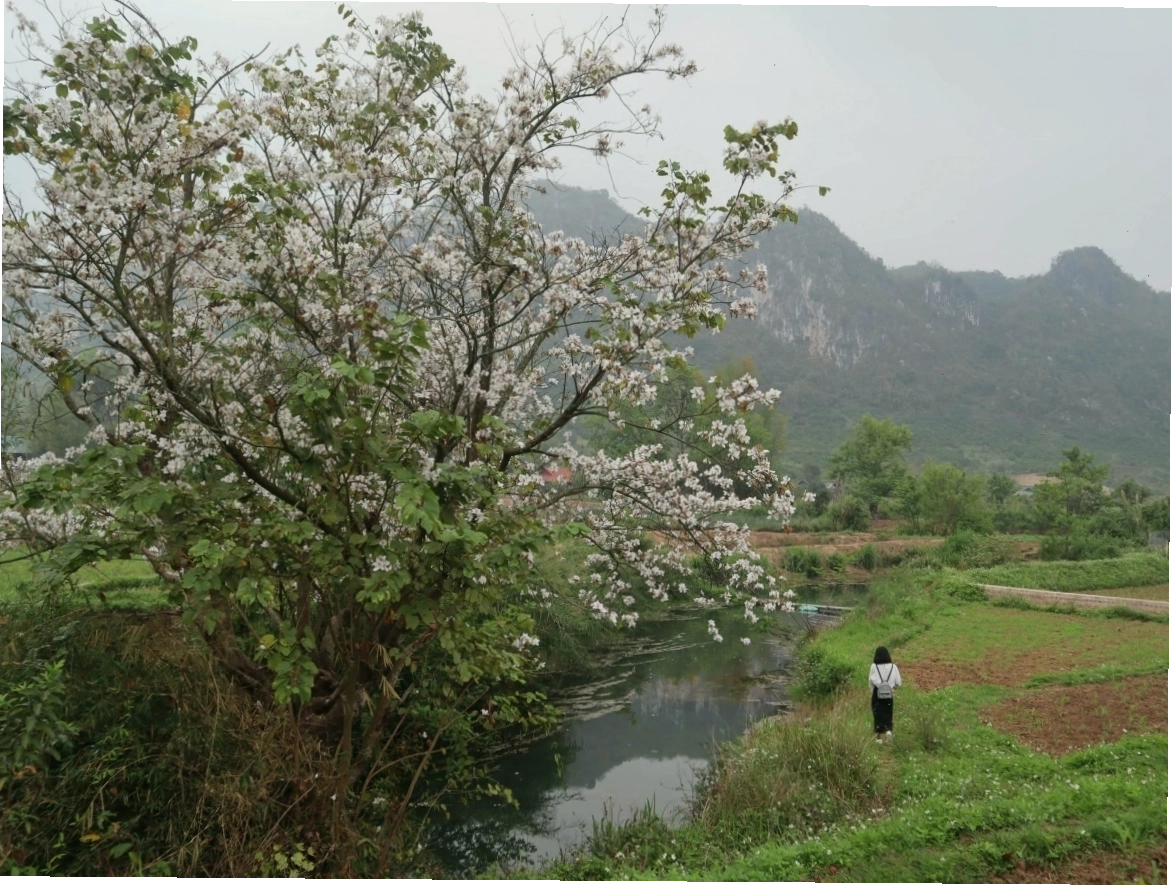 Khung cảnh hoa ban Mộc Châu nở rộ trên các triền đồi