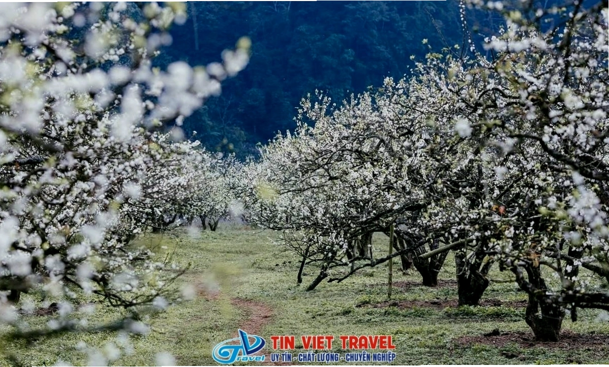 Khung cảnh hoa mơ Mộc Châu