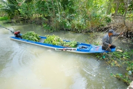 Khung cảnh hoàng hôn trên sông, những chiếc ghe xuồng neo đậu yên bình