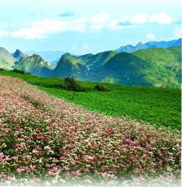 Khung cảnh hùng vĩ của Cao nguyên đá Đồng Văn, Hà Giang