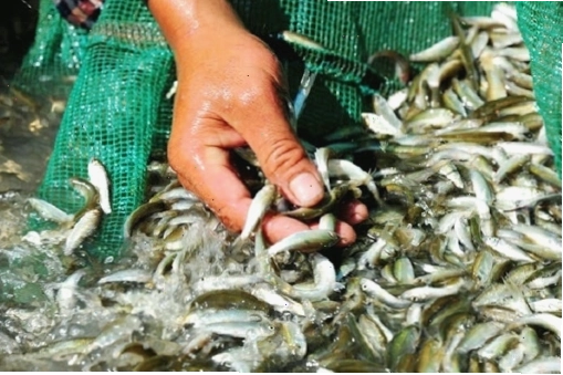 Khung cảnh mùa nước nổi miền tây với cánh đồng ngập nước và ghe thuyền tấp nập