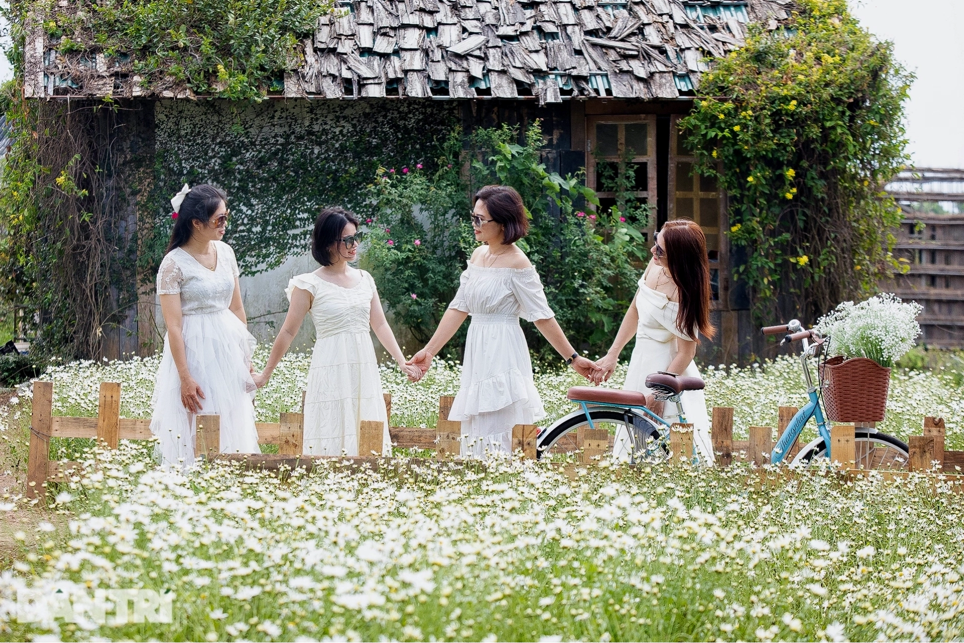 Khung cảnh nên thơ tại cánh đồng cúc họa mi