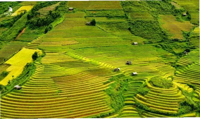 Khung cảnh ruộng bậc thang Tú Lệ nhìn từ trên cao