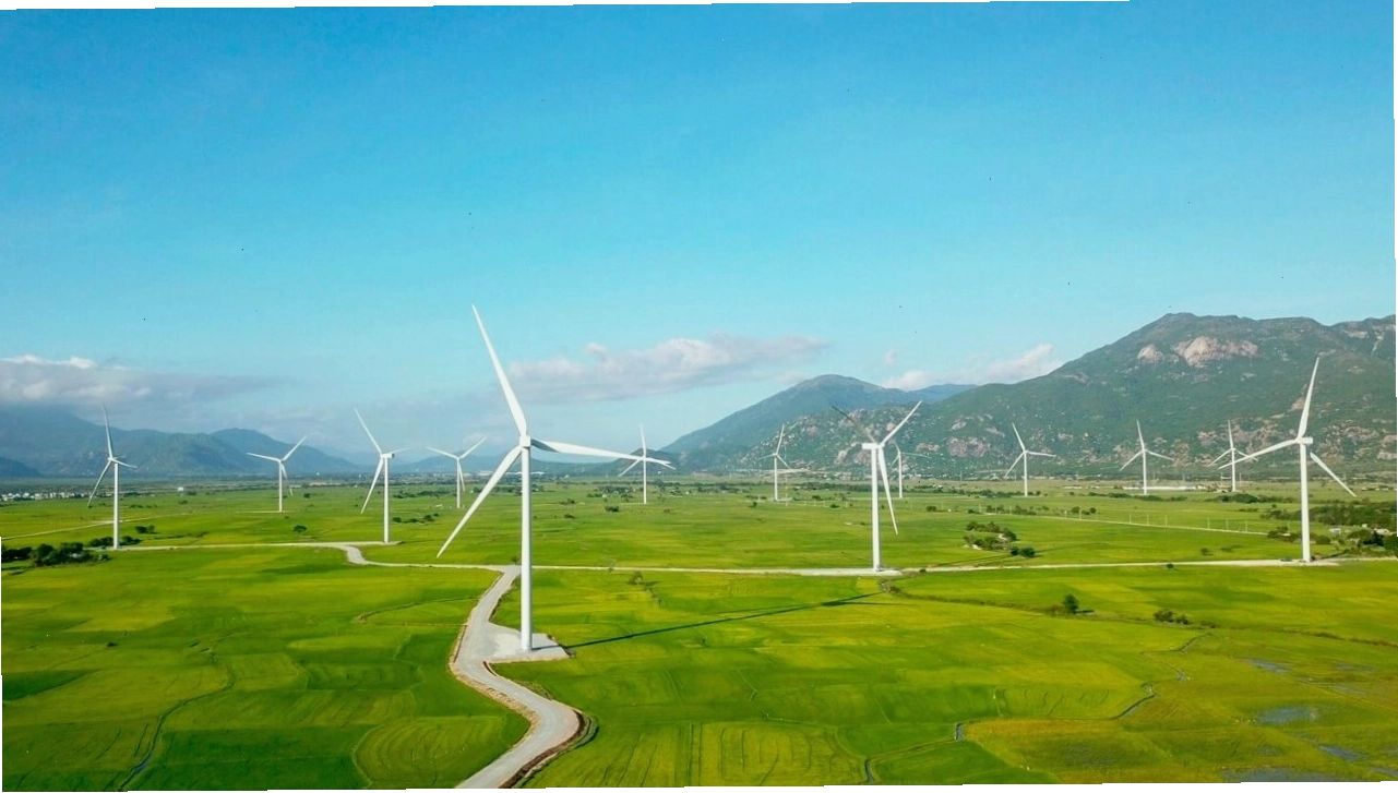 Khung cảnh thanh bình tại cánh đồng điện gió Đầm Nại với lúa xanh và tua bin gió