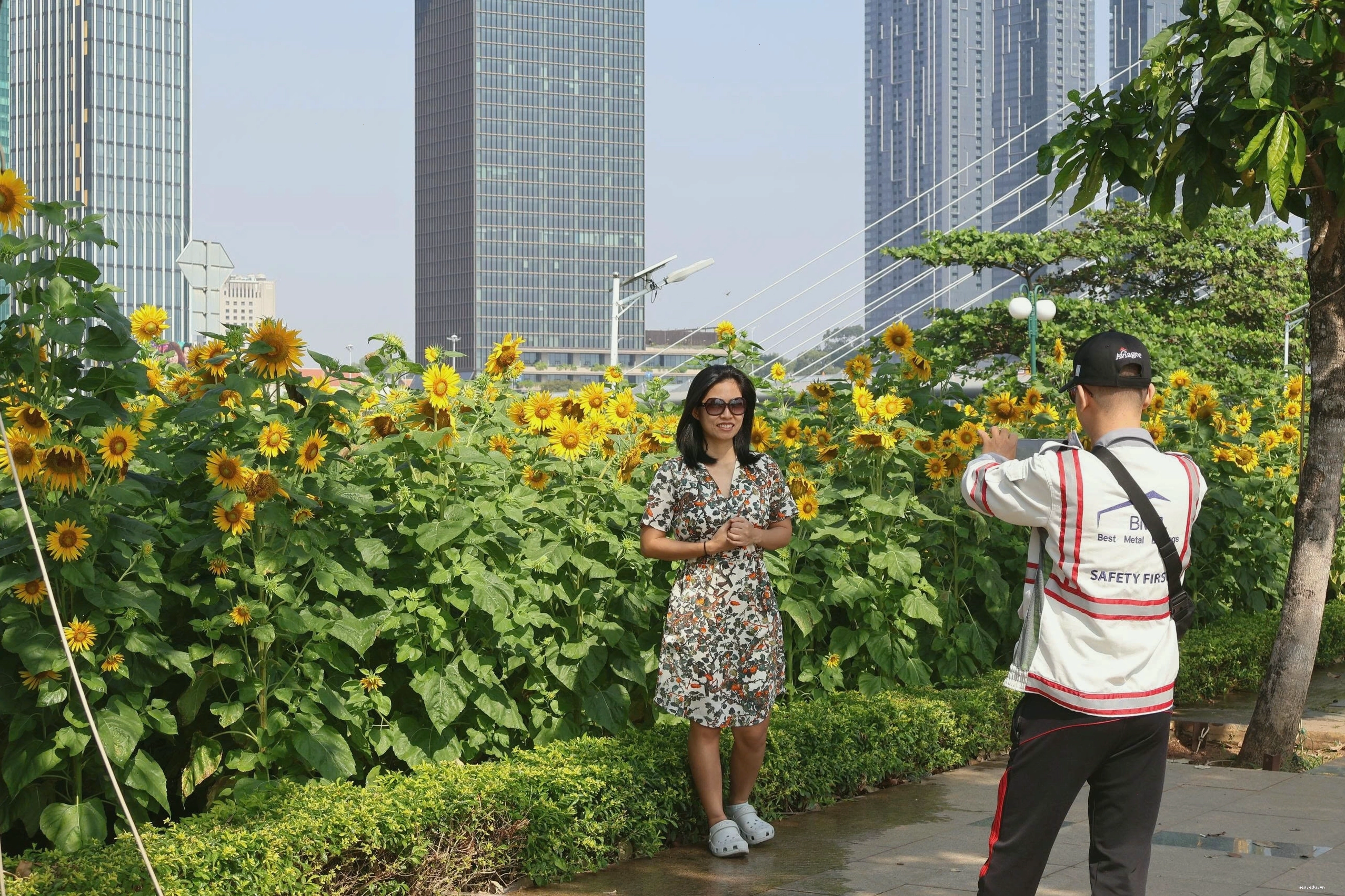 Khung cảnh thơ mộng của cánh đồng hoa hướng dương khi hoàng hôn buông xuống