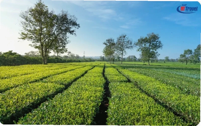 Khung cảnh thơ mộng tại Biển Hồ Chè, Gia Lai