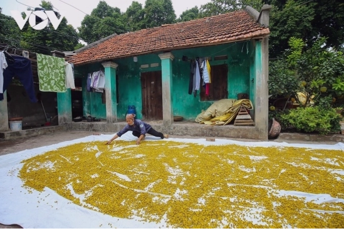 Khung cảnh yên bình của làng quê Hưng Yên với những cánh đồng hoa cúc chi
