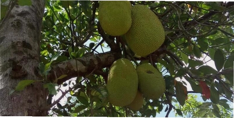 Kinh nghiệm du lịch Lái Thiêu