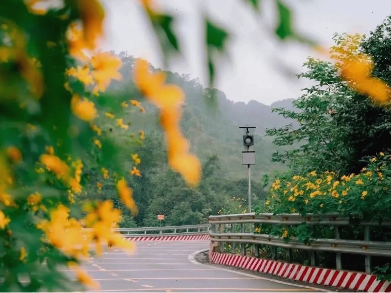 Kinh nghiệm hữu ích cho chuyến đi ngắm hoa dã quỳ Ba Vì