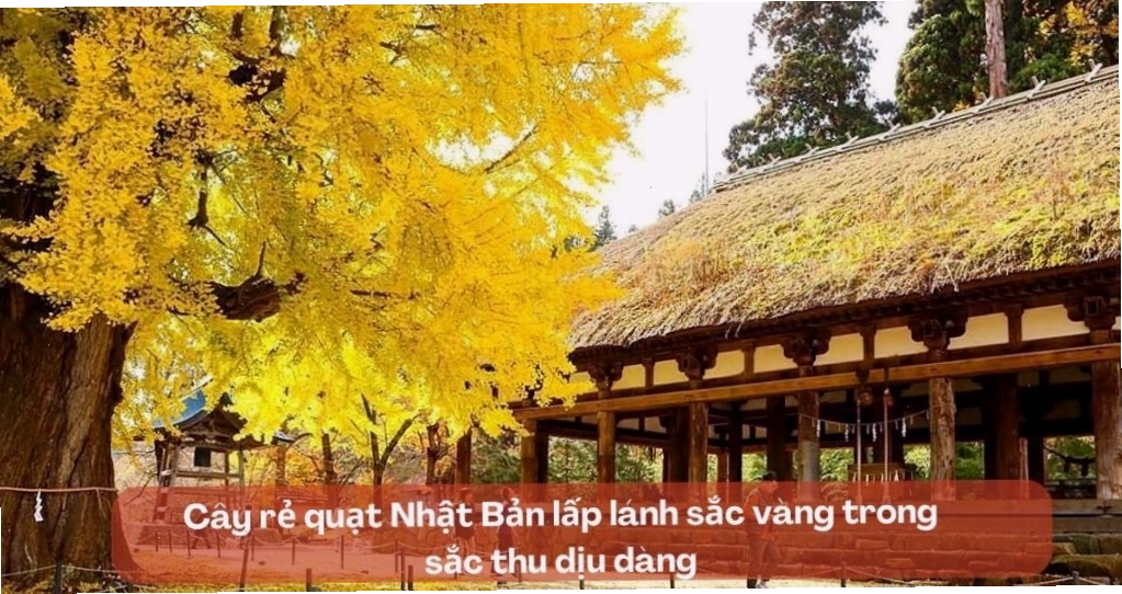 Lá cây rẻ quạt Nhật Bản có hình dáng độc đáo giống chiếc quạt giấy