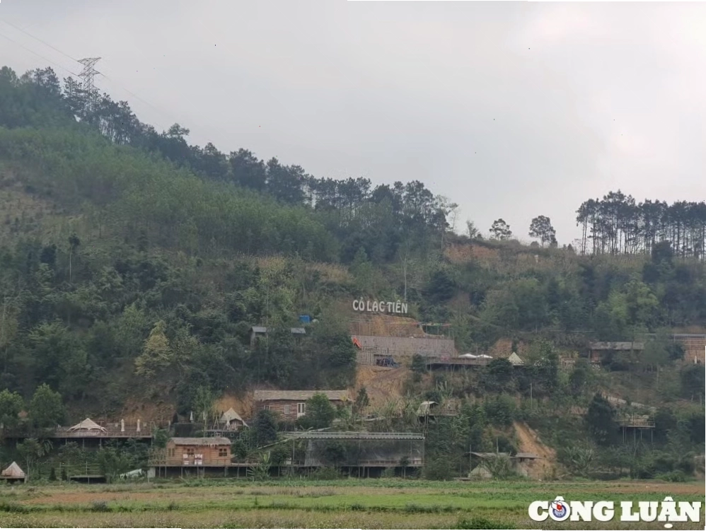 Lãnh đạo xã Quảng Lạc nói về Cỏ Lạc Tiên