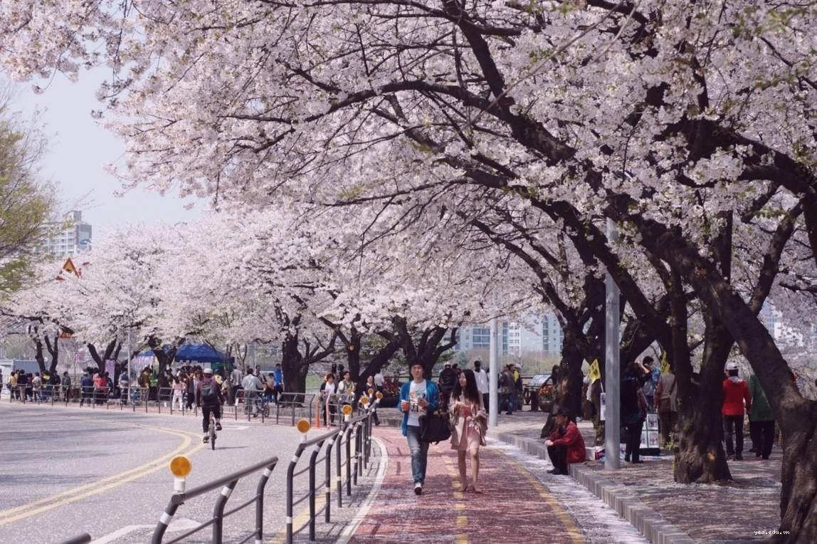Lễ hội hoa anh đào náo nhiệt tại đảo Yeouido, Seoul