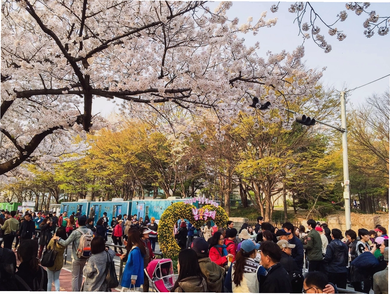 Lễ hội hoa anh đào tại công viên Yeouido, Seoul