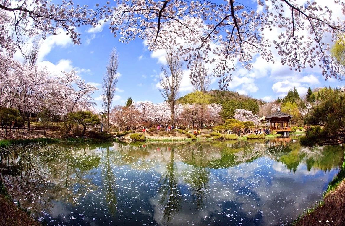 Lễ hội hoa anh đào tại Gyeongju, thành phố cổ kính của Hàn Quốc