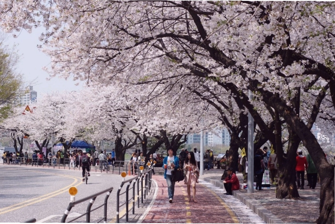Lễ hội hoa anh đào Yeouido sôi động với hàng triệu lượt khách tham quan