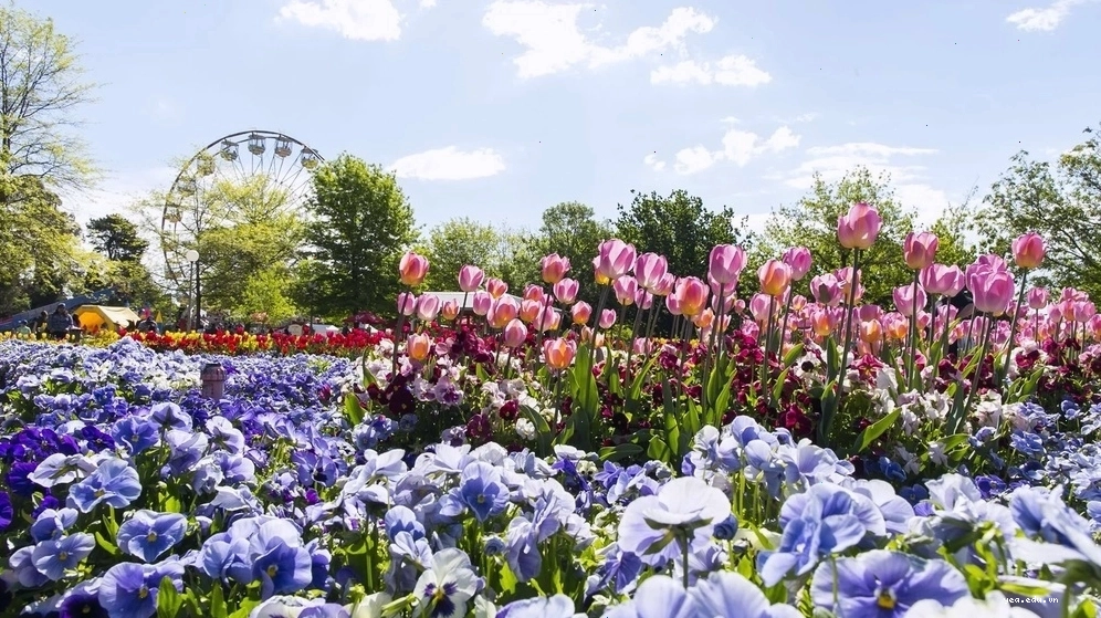 Lễ hội hoa Floriade tại Canberra khoe sắc rực rỡ, mang đến không khí mùa xuân ngập tràn