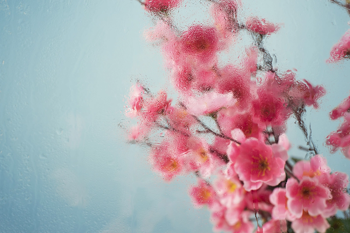 Lễ hội hoa mơ Nhật Bản: Vẻ đẹp tinh khôi báo hiệu mùa xuân