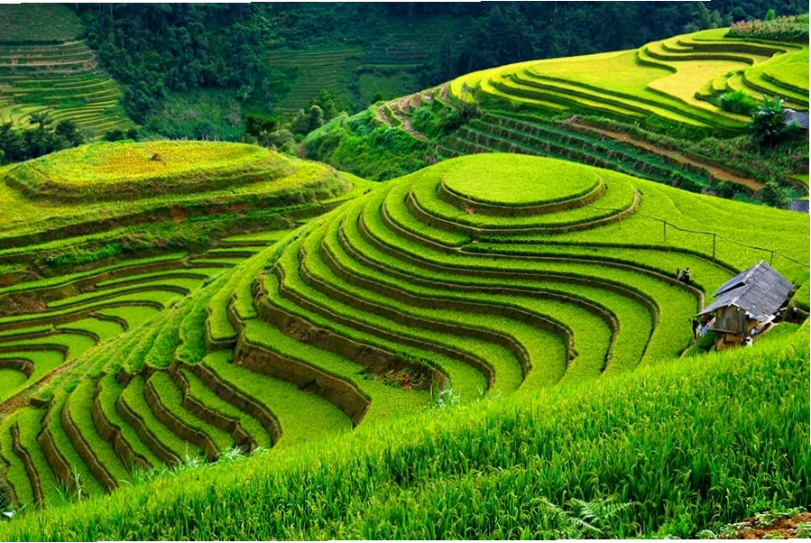 Lễ hội Hoa tớ dày tại Mù Cang Chải