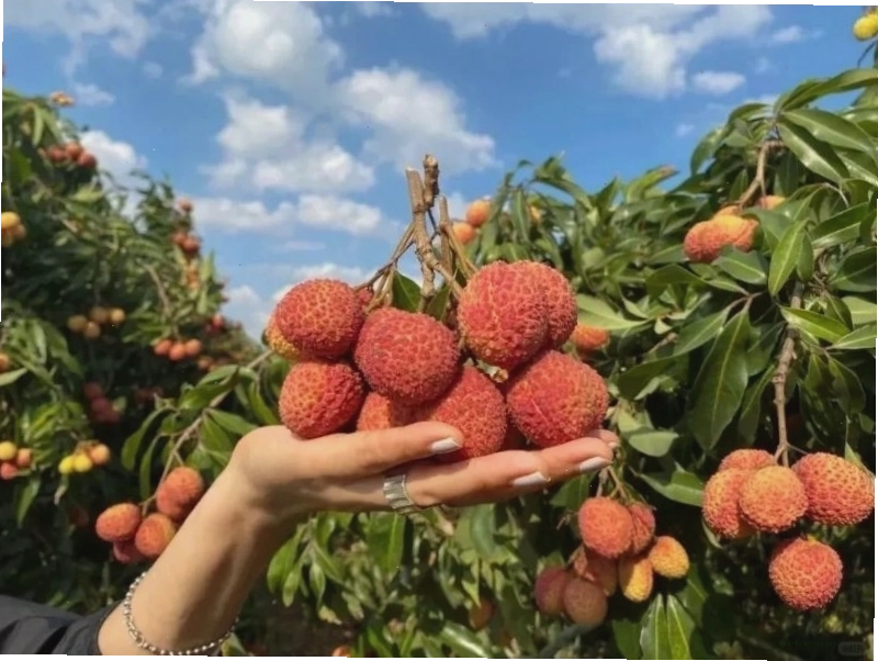 Lễ hội vải thiều Đông Quản