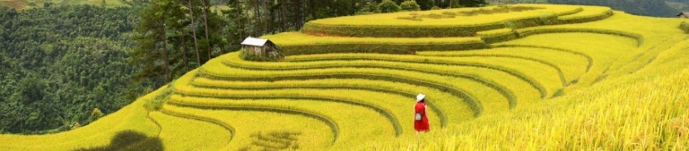 Lúa Chín Vào Mùa Nào: Khám Phá Vẻ Đẹp & Thời Điểm Lý Tưởng Nhất