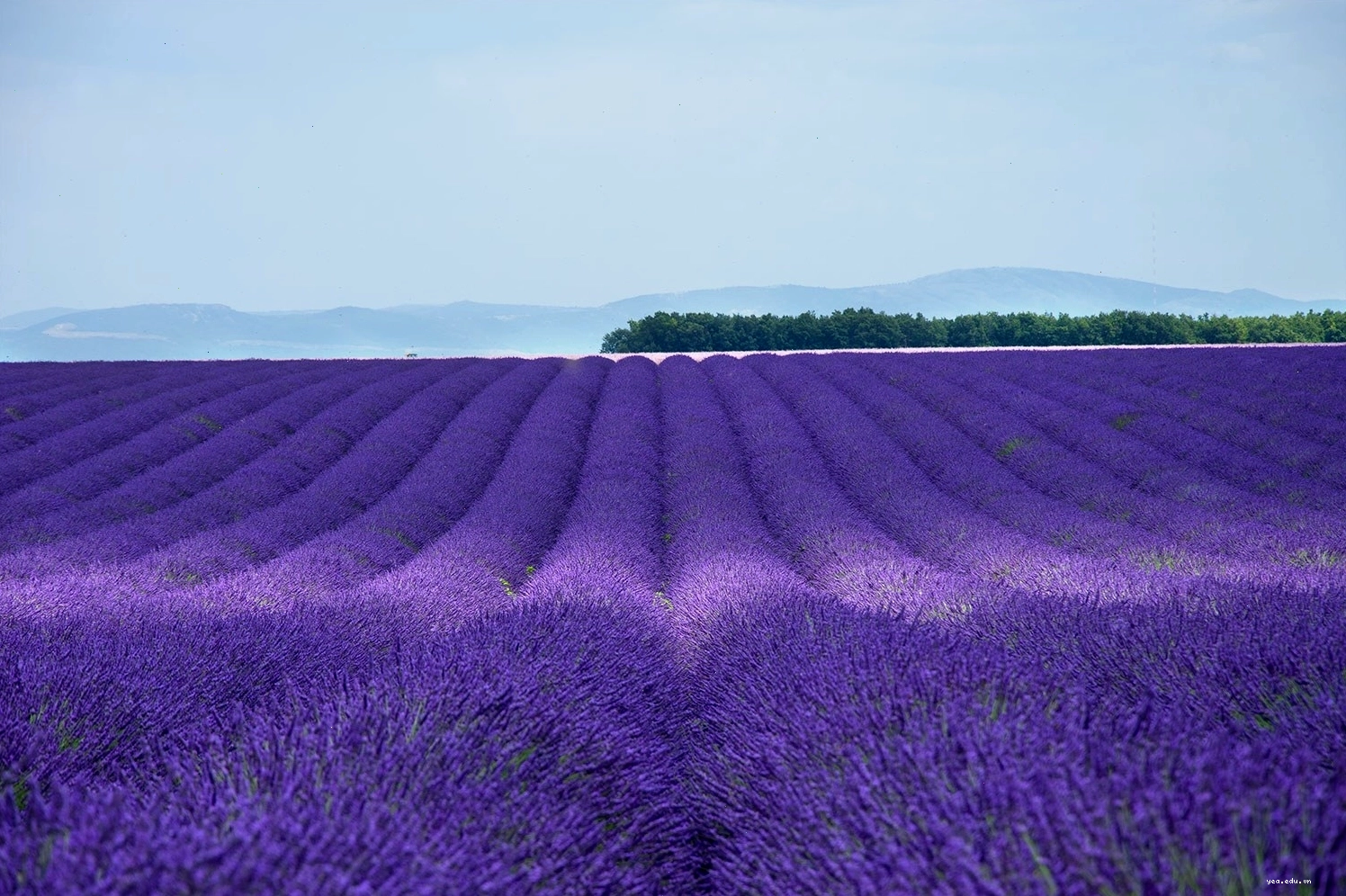 Luberon với những cánh đồng hoa oải hương và làng cổ kính Pháp