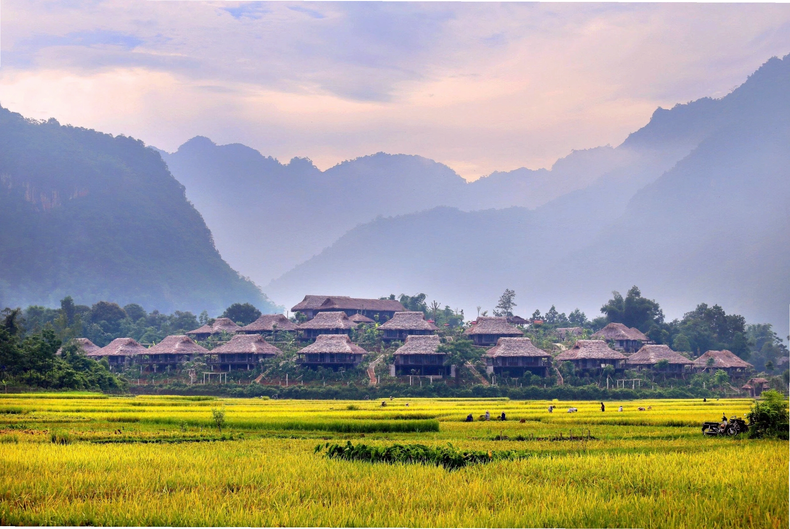 Mai Châu mùa em thơm nếp xôi với ruộng bậc thang và nhà sàn truyền thống