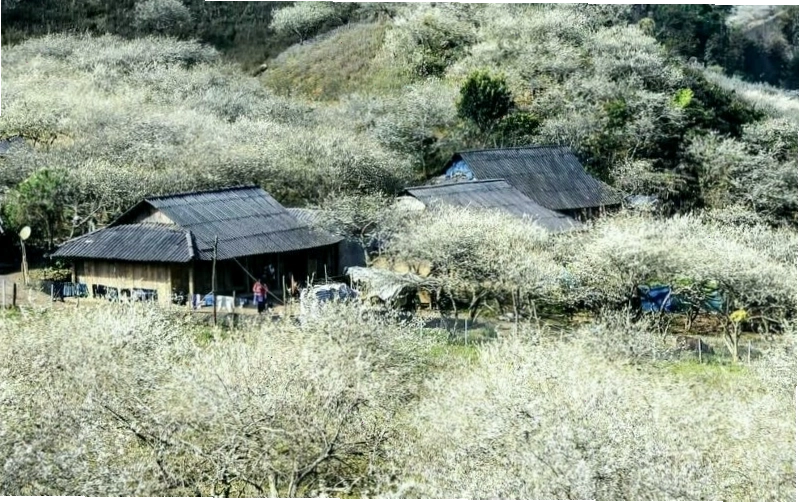 Mận trắng nở rộ vào thời điểm cuối và đầu năm