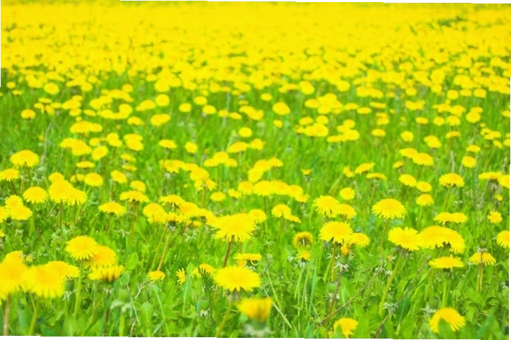 Miễn phí Photo cánh đồng hoa vàng