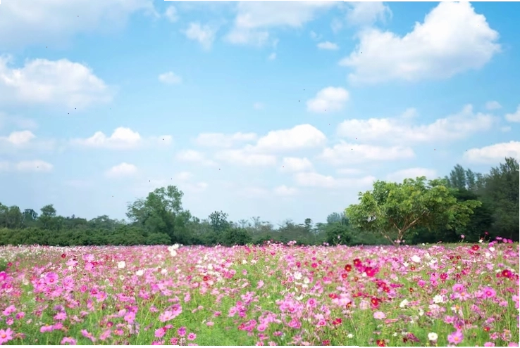 Miễn phí Photo tiêu điểm mềm của cánh đồng hoa cosmos mùa hè với nền trời xanh