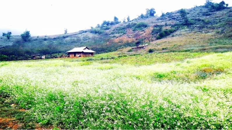 Mộc Châu mùa hoa đào, hoa mận khoe sắc rực rỡ vào mùa xuân