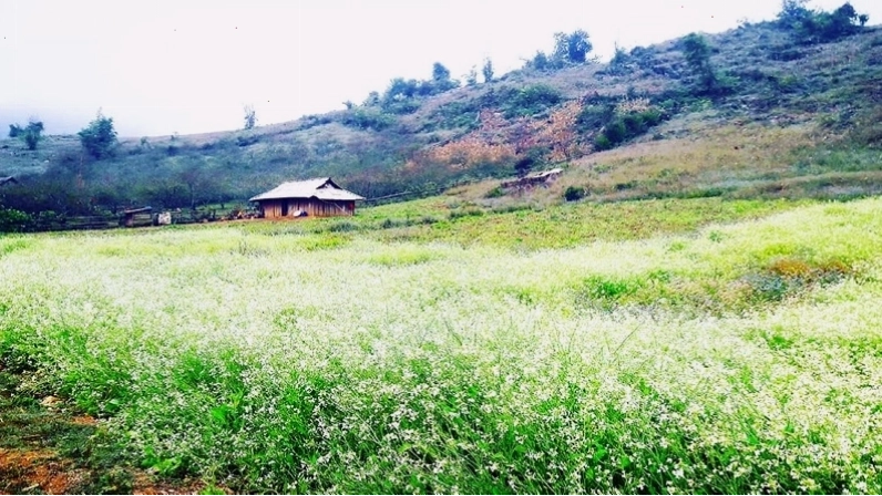 Mộc Châu mùa xuân rực rỡ sắc hoa đào và hoa mận
