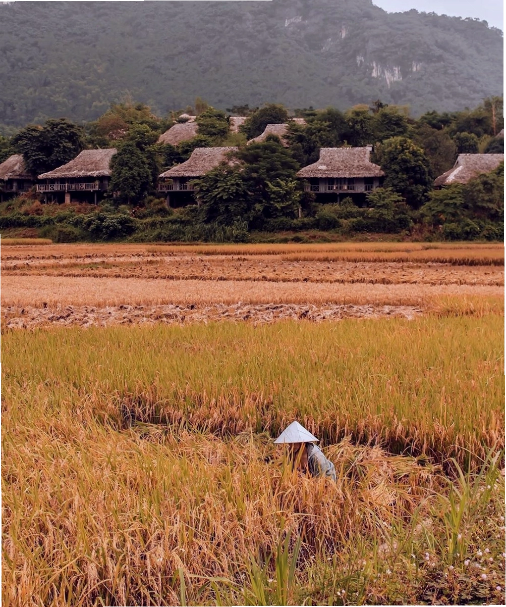 Món xôi nếp nương Mai Châu