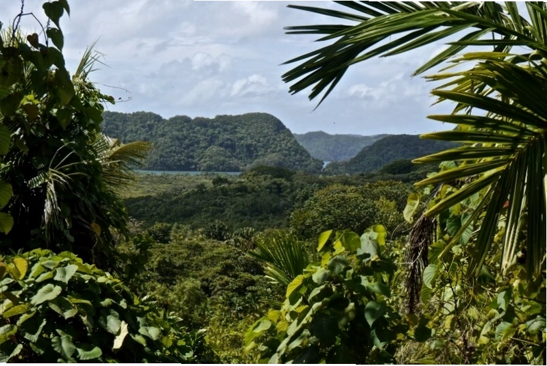 Một bãi biển tuyệt đẹp ở Palau với cát trắng mịn và nước biển xanh ngọc bích
