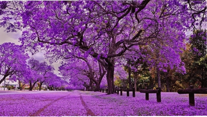 Một góc thành phố Johannesburg rực rỡ sắc hoa Jacaranda