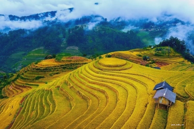 Mù Cang Chải mùa lúa chín mang một vẻ đẹp làm ai ai cũng mê hoặc