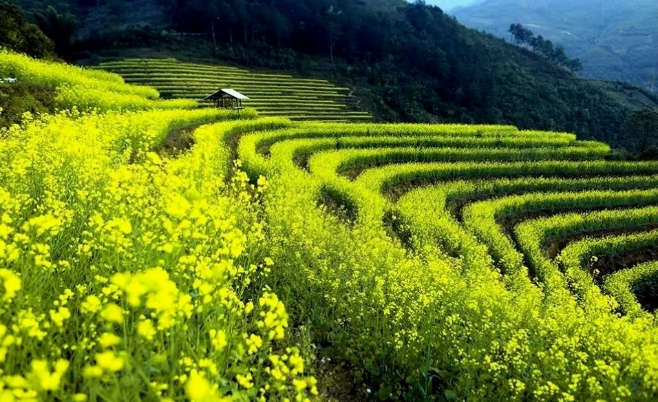 Mùa cải vàng đón Xuân