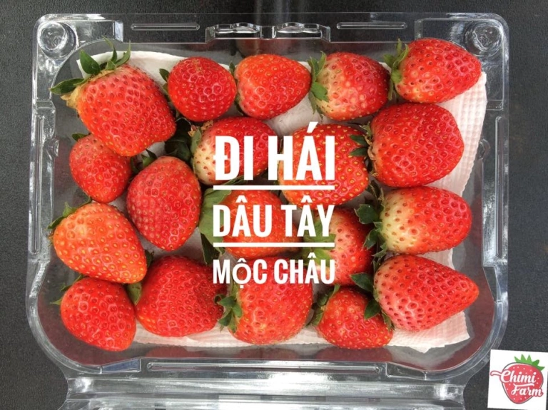 Mùa Dâu Tây Mộc Châu 2026: Trải nghiệm hái dâu và khám phá thiên đường quả đỏ