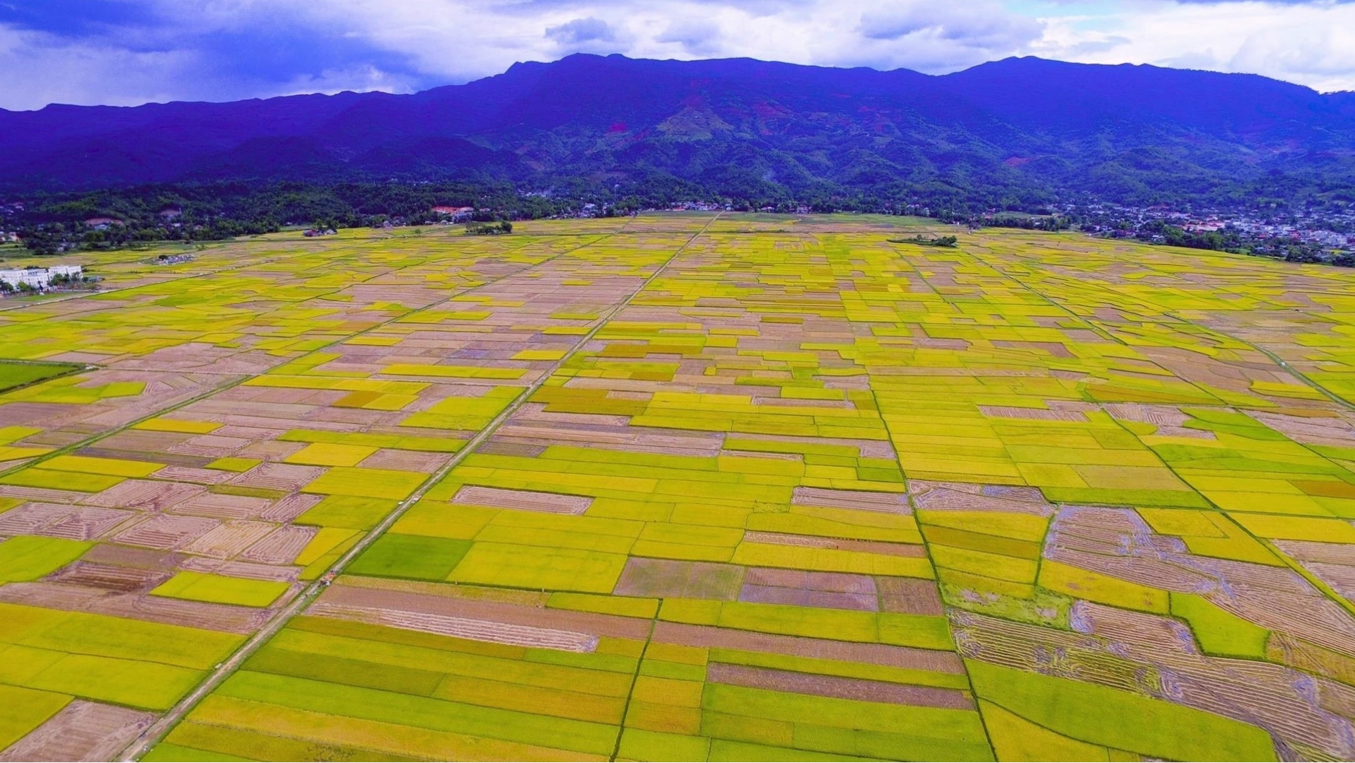 Mùa gặt trên cánh đồng Mường Thanh nhìn từ trên cao rực rỡ sắc màu
