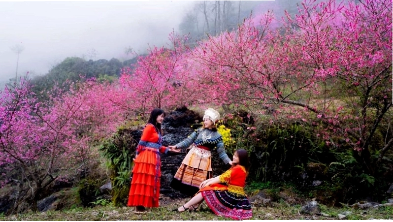 Mùa hoa đào nở rộ trên cao nguyên đá Hà Giang vào tháng 3