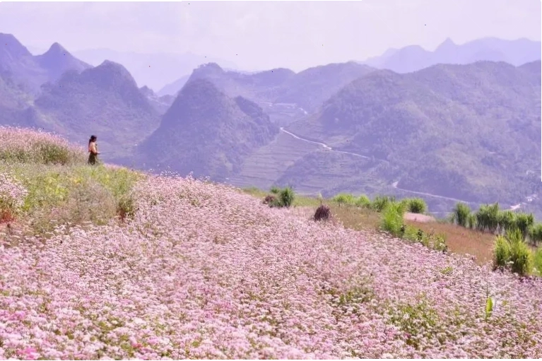Mùa hoa tam giác mạch Hà Giang khoe sắc tím hồng