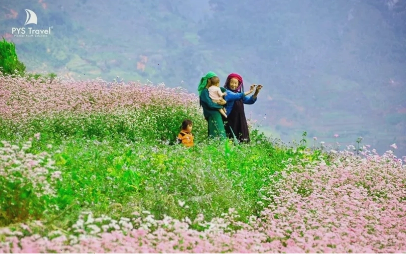 Mùa hoa Tam giác mạch rực rỡ trên cao nguyên đá Hà Giang