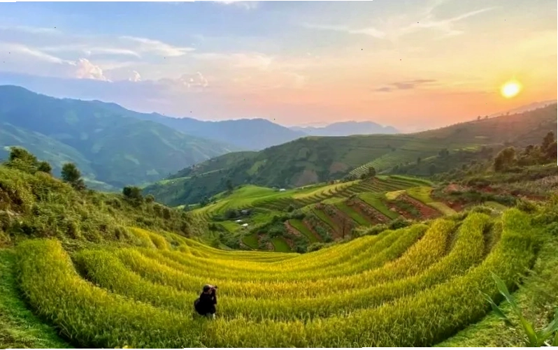 Mùa lúa chín vàng rực rỡ tại Tà Xùa