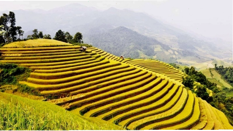 Mùa lúa chín vàng rực trên những thửa ruộng bậc thang ở Hoàng Su Phì