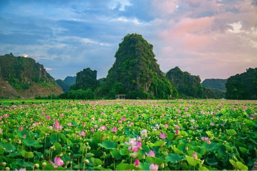 Mùa sen miền Bắc với vẻ đẹp thanh khiết