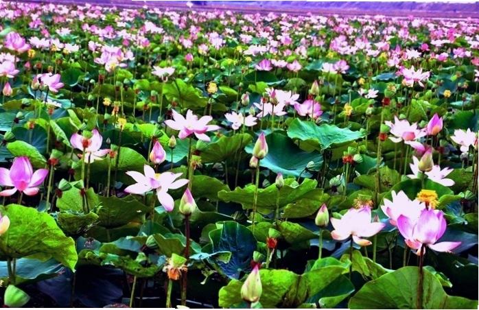 Mùa sen miền Nam nở rộ quanh năm