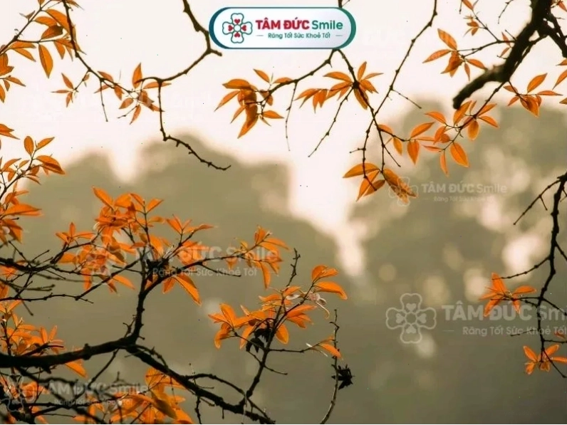 Mùa thu bắt đầu từ tháng 8 đến hết tháng 10 dương lịch tại Việt Nam