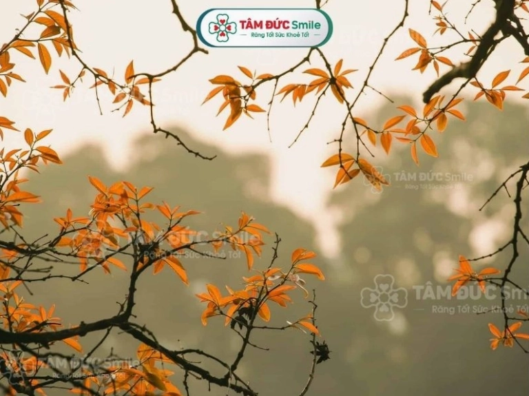 Mùa thu ở Việt Nam có gì đặc biệt và những trải nghiệm đáng nhớ